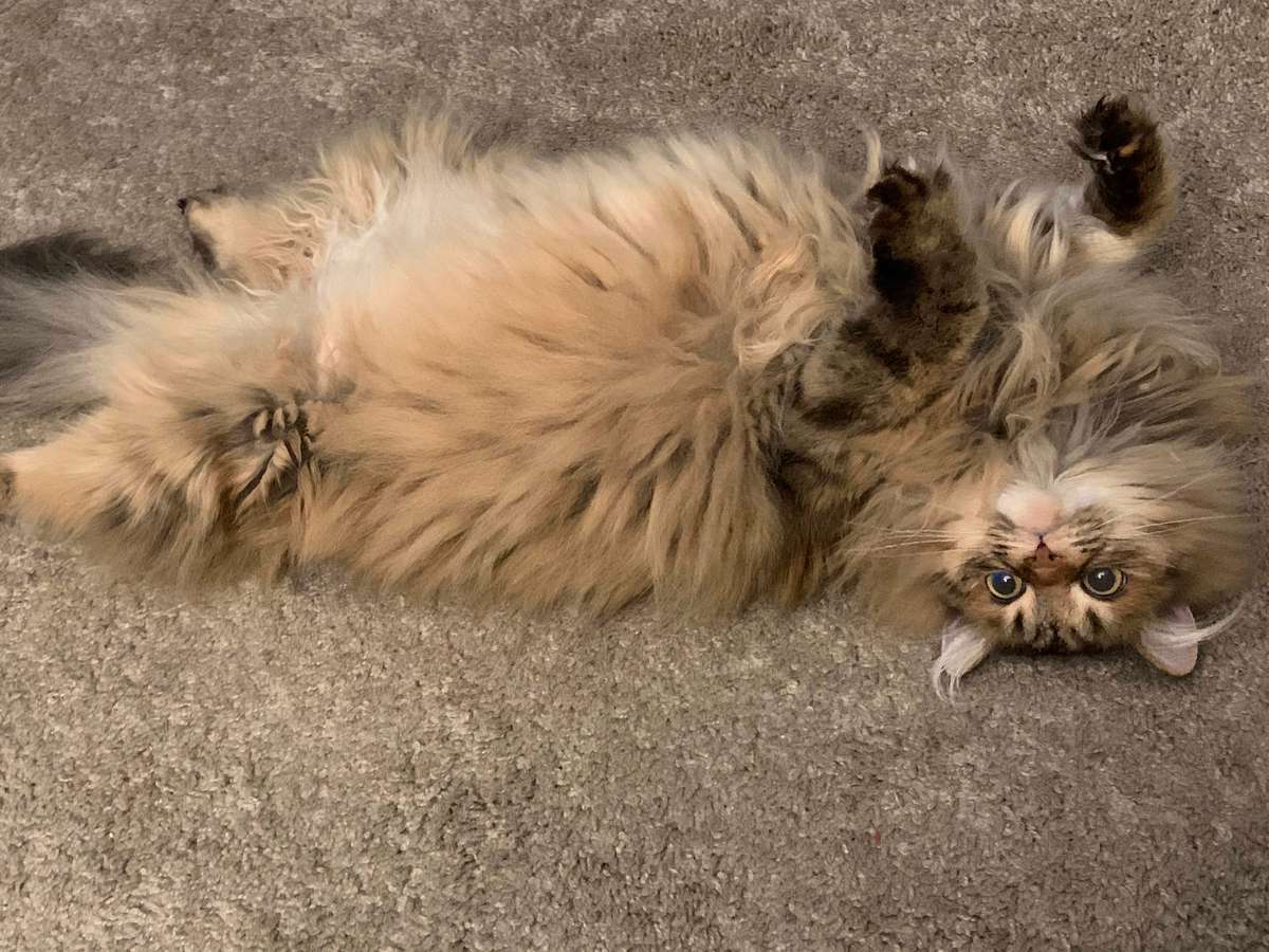 Scarlett the cat